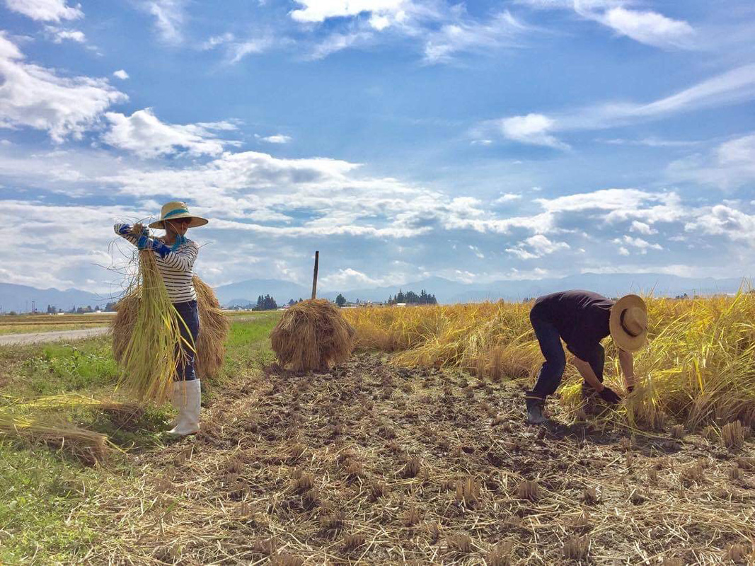 令和7年産 アイガモ栽培米 (玄米) とロハ酒飲み比べセット｜2025年産 米 こめ ごはん 地酒 日本酒 にごり酒 [1106]