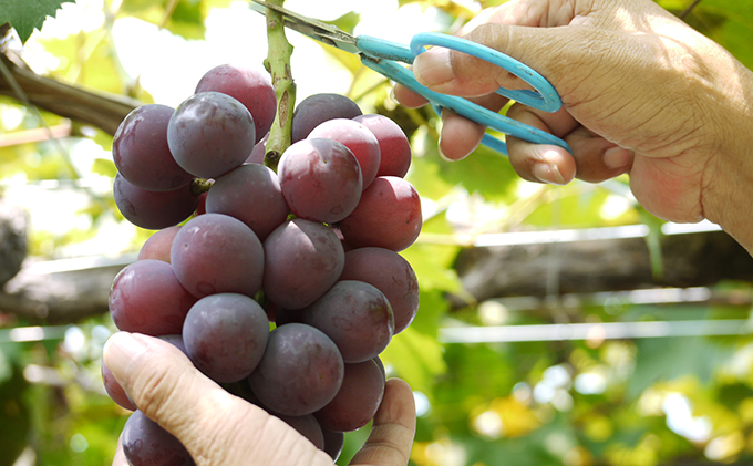先行予約】【福島県郡山産】葡萄 あずましずく 約1.5kg以上（5～7房