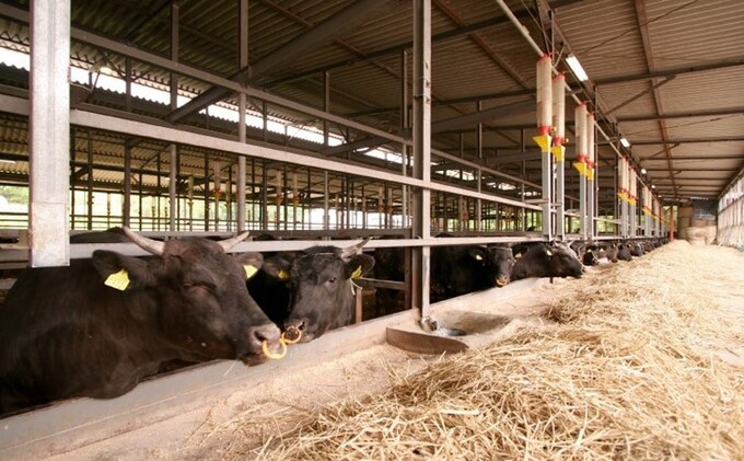 うねめ牛 ビーフジャーキー 4袋