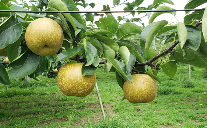 【先行予約】【福島県郡山産】完熟梨 幸水 大玉（10～12玉） 果物 フルーツ 食後 デザート おやつ 程よい酸味 強い甘み 朝摘み