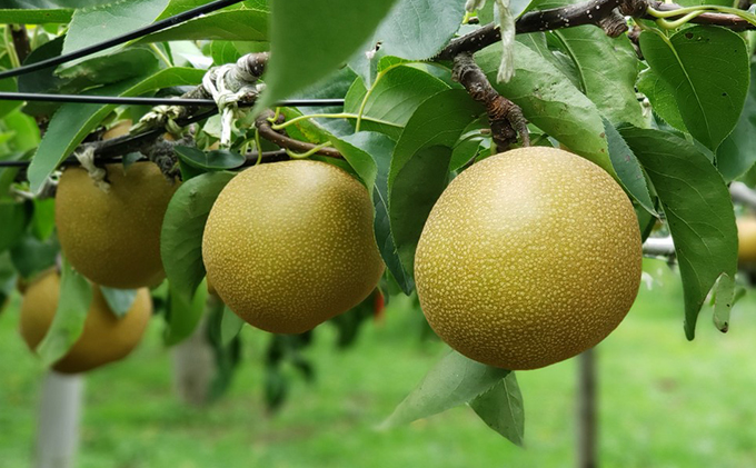 【先行予約】【福島県郡山産】完熟梨 豊水 大玉（10～12玉） 果物 フルーツ 食後 デザート おやつ 程よい酸味 強い甘み 朝摘み