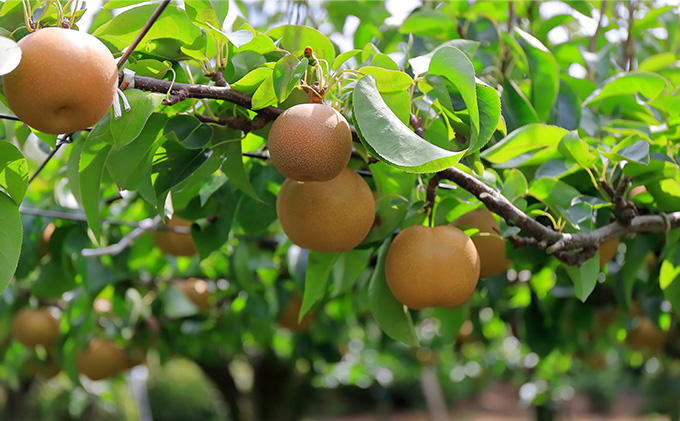 梨 豊水 約5kg 果物 なし くだもの フルーツ 旬 ナシ 産地直送 国産 家庭用 贈答用 人気 グルメ お取り寄せ ジューシー 果汁 みずみずしい 果実 デザート 福島県 郡山市