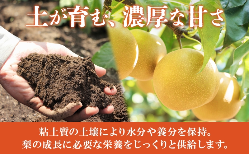 梨 幸水 約5kg 果物 なし くだもの フルーツ 旬 ナシ 産地直送 国産 家庭用 贈答用 グルメ お取り寄せ ジューシー 果汁 みずみずしい 果実 デザート 福島県 郡山市