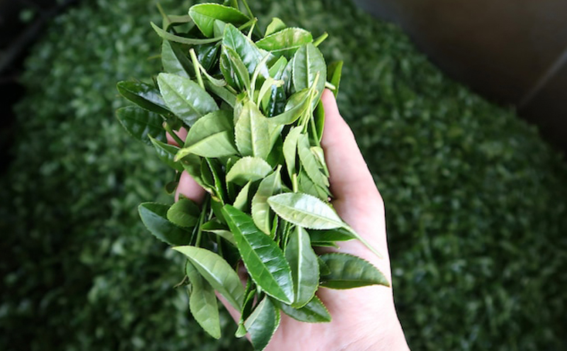 厳選ティーバッグ3缶詰め合わせ(棒ほうじ茶/和紅茶/深蒸し茶）