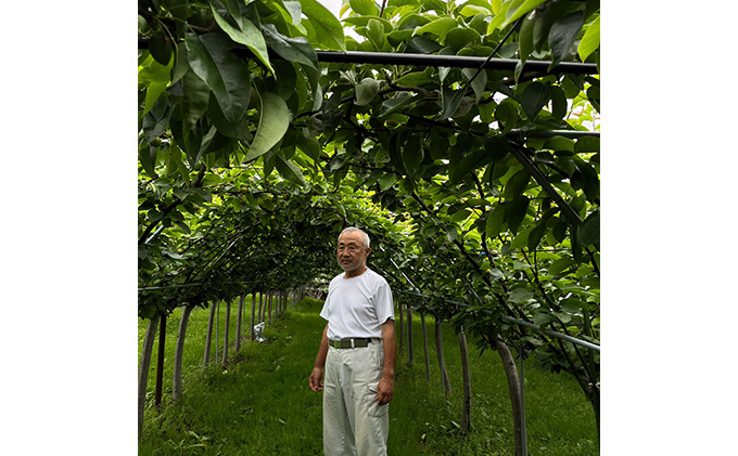 梨 豊水 約5kg 果物 なし くだもの フルーツ 旬 ナシ 産地直送 国産 家庭用 贈答用 人気 グルメ お取り寄せ ジューシー 果汁 みずみずしい 果実 デザート 福島県 郡山市