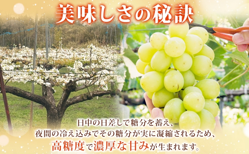 シャインマスカット 約1kg 2房～4房 ぶどう ブドウ 葡萄 種なし 大粒 果物 フルーツ くだもの 果実 デザート 甘い 芳醇 旬 高糖度 贈り物 限定 お取り寄せ 産地直送  若林果樹園 福島県 郡山市