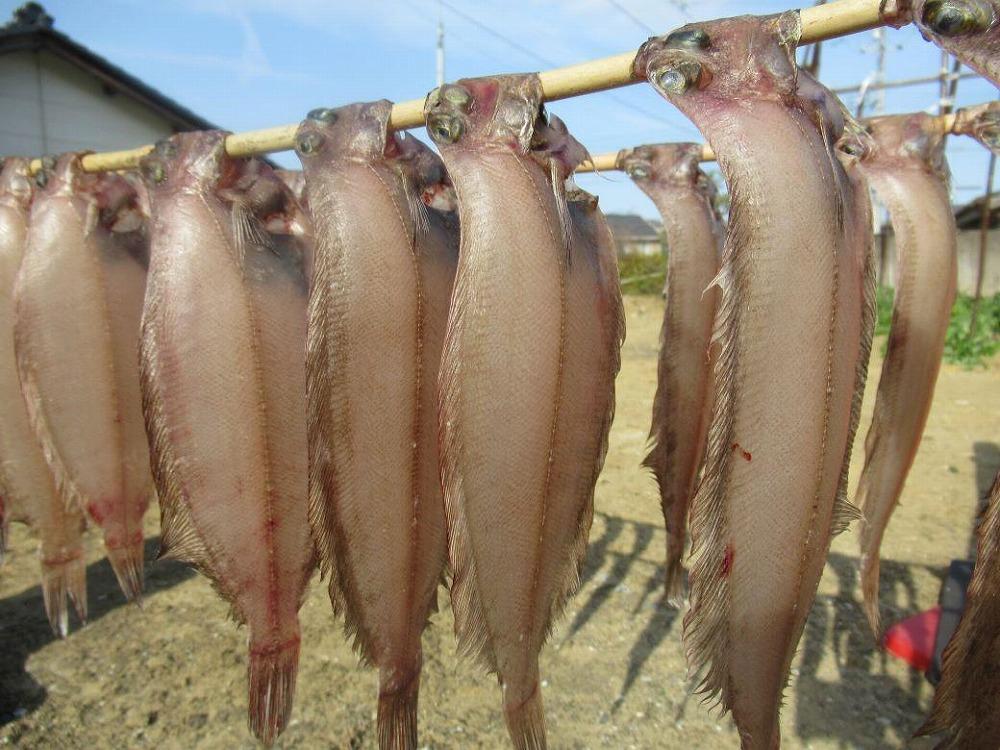 ヤナギガレイ一夜干し　500ｇ（4～6枚）