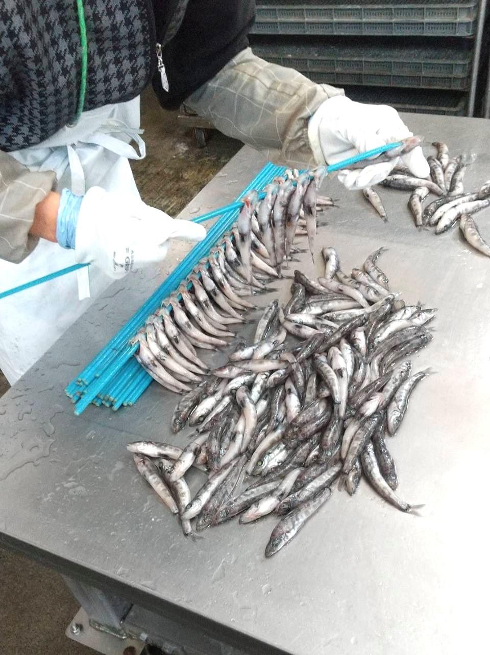 まるふと厳選ひもの詰合せ（６種類）