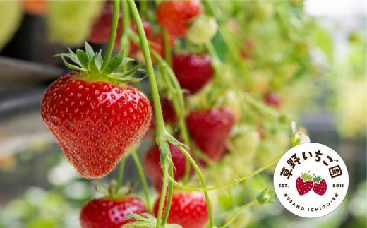 訳あり　いわき市産いちご　草野いちご園のいちごの詰め合わせ1kg（250g×4P）（中身はお任せ）