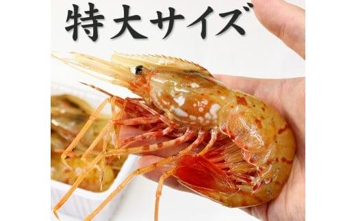 超特大ボタンエビ1kg　お刺身OK！獲れたて急速冷凍