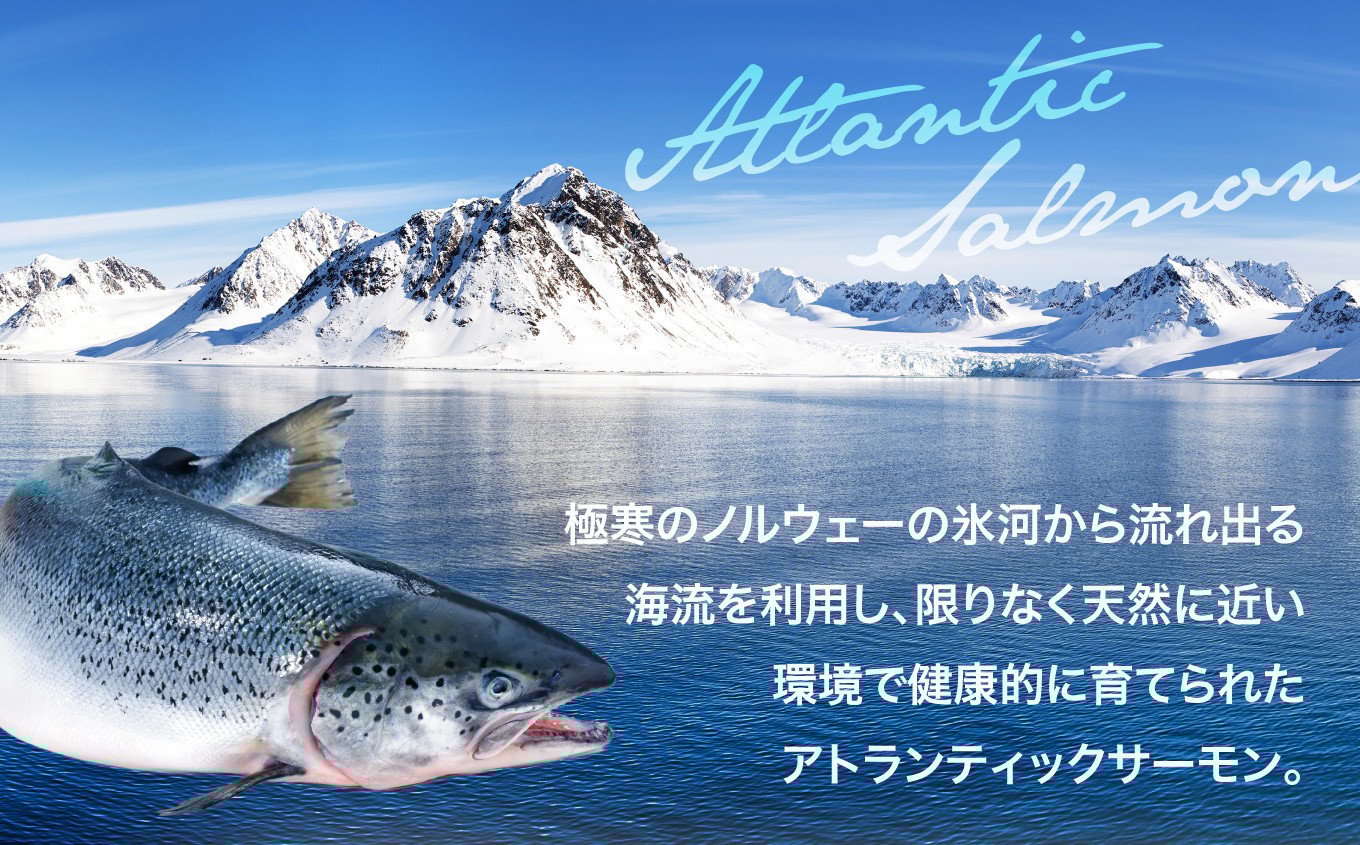 アイスバーグサーモン（アトランティックサーモン）400g | サーモン ふるさと納税 サケ さけ しゃけ 刺し身 お刺身 個包装 さかな 魚介類 寿司【DK006-400g】