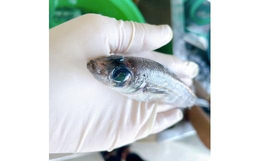 【魚屋の娘厳選】小名浜　メヒカリの開き干し