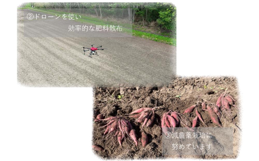 サツマイモ　紅はるか　5Kg　サイズおまかせセット