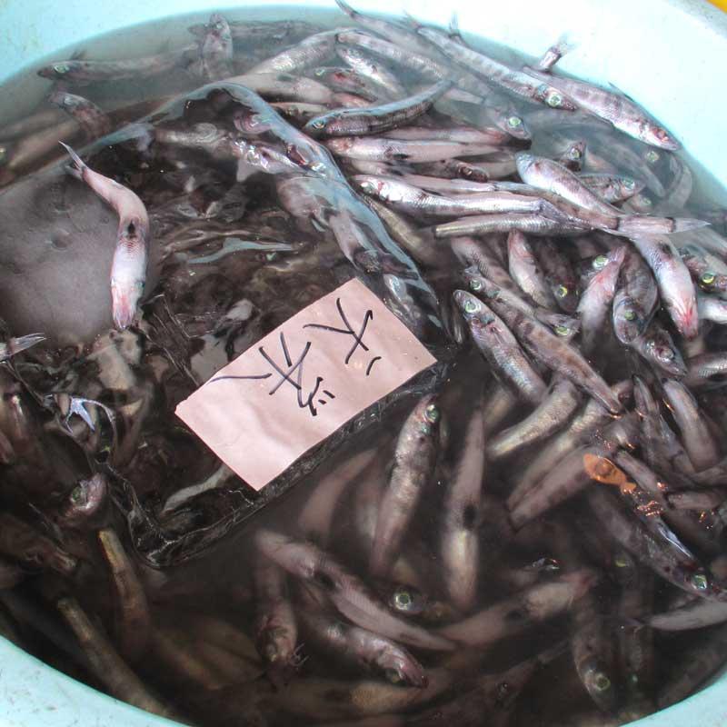 いわき市の魚 めひかりの干物 24尾 ｜ メヒカリ 干物 ひもの 贈答 贈り物 ギフト ｜ 福島県 いわき市 大川魚店 CK007