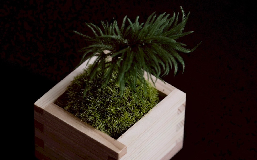 苔盆栽 枯れない 苔 インテリア ミニ盆栽 人工 プリザーブド 苔玉