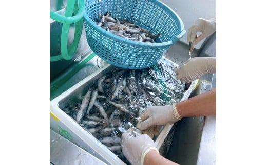 【魚屋の娘厳選】小名浜　メヒカリの開き干し