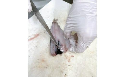 【魚屋の娘厳選】小名浜　メヒカリの開き干し