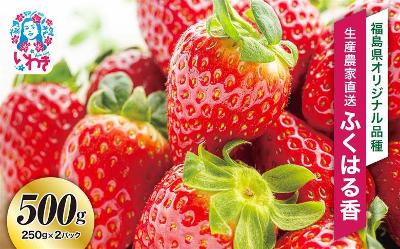 〈先行予約〉【産地直送】いわき市産いちご　ふくはる香　500g（250g×2パック）  | BB029-500g
