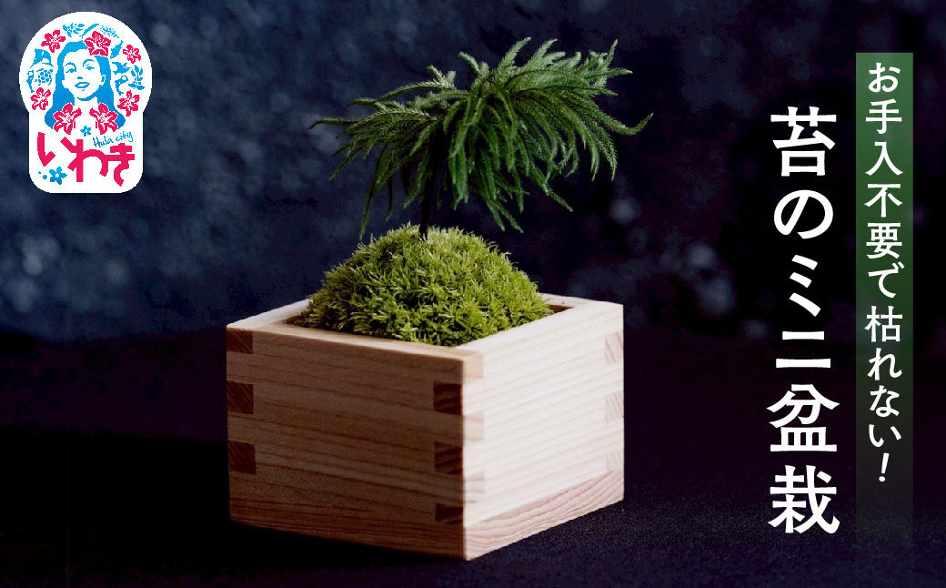 苔盆栽 枯れない 苔 インテリア ミニ盆栽 人工 プリザーブド 苔玉