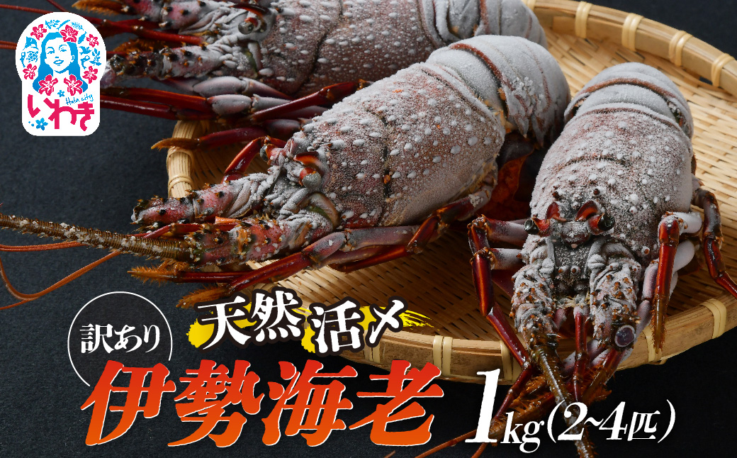 【訳アリ】 天然活き〆 福えび 1kg（2〜4匹） | 急速 冷凍 海鮮 魚介類 お正月 お祝い いせえび イセエビ 福島県 いわき市 ふるさと納税 | MF001