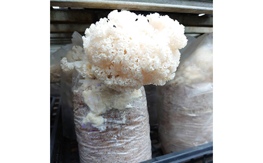 いにしえの輝き花びらたけ 500g（100g×5パック） F23R-613