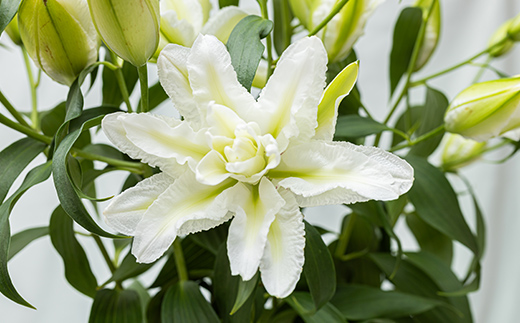 ユリ専門＜深花園＞観賞用ゆり オリエンタルリリー 八重ゆり ＜白・お祝い＞ 蕾15輪以上 F23R-952