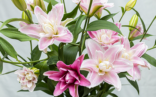 ユリ専門＜深花園＞観賞用ゆり オリエンタルリリー 八重ゆり ＜ピンク・普通＞ 蕾15輪以上 F23R-954