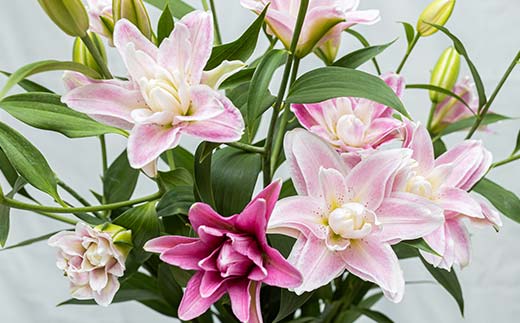 ユリ専門＜深花園＞観賞用ゆり オリエンタルリリー 八重ゆり ＜ピンク・おくやみ＞ 蕾15輪以上 F23R-956