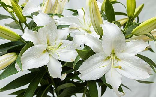 ユリ専門＜深花園＞観賞用ゆり オリエンタルリリー ＜白・おくやみ＞ 蕾20輪以上 F23R-960