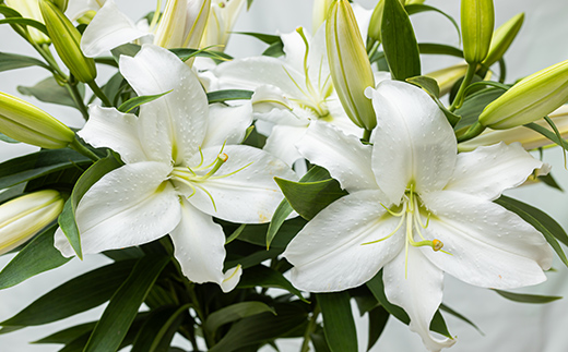 ユリ専門＜深花園＞観賞用ゆり オリエンタルリリー ＜ミックス・普通＞ 蕾20輪以上 F23R-964