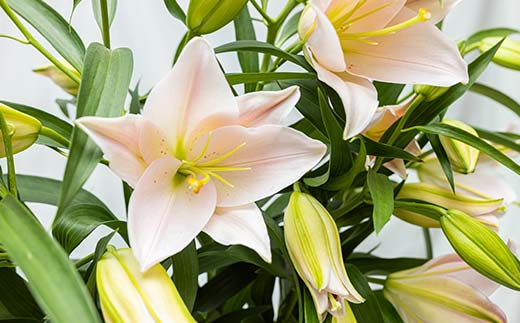 ユリ専門＜深花園＞観賞用ゆり オリエンタルリリー ＜ミックス・おくやみ＞ 蕾20輪以上 F23R-966