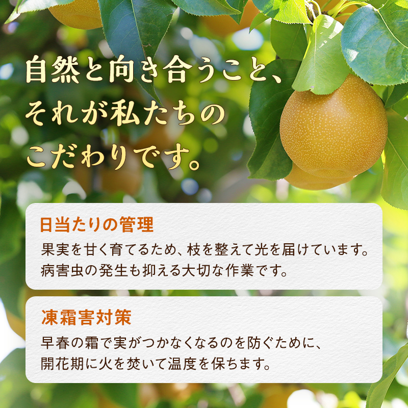 《2026年秋出荷》味が濃い梨 豊水約3kg （6～9玉） F24R-123