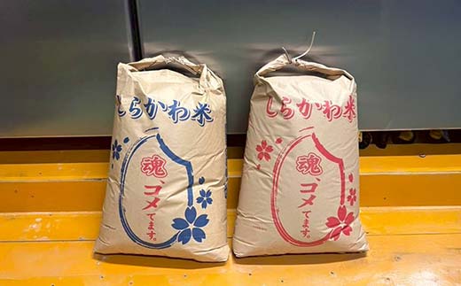 令和7年産米 白河表郷 コシヒカリ 白米 3kg 米 コメ ごはん ご飯 食品 F24R-196