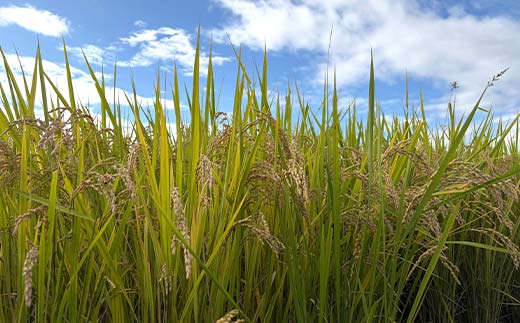 令和7年産 コシヒカリ 精米 10kg 米 コメ ごはん ご飯 食品 F24R-228