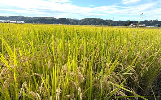 令和7年産 コシヒカリ 精米 10kg 米 コメ ごはん ご飯 食品 F24R-228