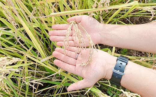 【無洗米】キャンプ用 白河市産 コシヒカリ 2合 300g 米 コメ ごはん ご飯 アウトドア 非常食 ソロキャンプ 食品 防災グッズ  F24R-074