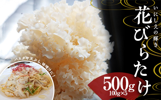 いにしえの輝き花びらたけ 500g（100g×5パック） F23R-613