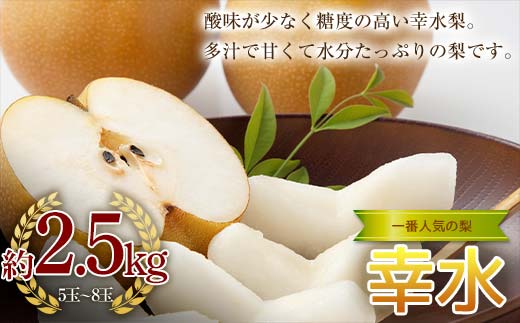 《2026年秋出荷》一番人気の梨 幸水 約2.5kg（5～8玉） F24R-118