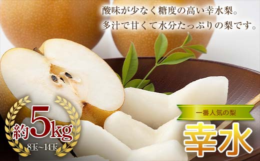 《2026年秋出荷》一番人気の梨 幸水 約5kg（8～14玉） F24R-119