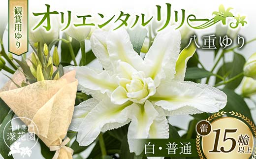 ユリ専門＜深花園＞観賞用ゆり オリエンタルリリー 八重ゆり ＜白・普通＞ 蕾15輪以上 F23R-951