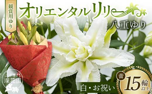 ユリ専門＜深花園＞観賞用ゆり オリエンタルリリー 八重ゆり ＜白・お祝い＞ 蕾15輪以上 F23R-952