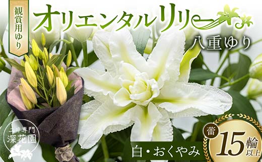 ユリ専門＜深花園＞観賞用ゆり オリエンタルリリー 八重ゆり ＜白・おくやみ＞ 蕾15輪以上 F23R-953