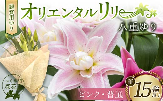 ユリ専門＜深花園＞観賞用ゆり オリエンタルリリー 八重ゆり ＜ピンク・普通＞ 蕾15輪以上 F23R-954