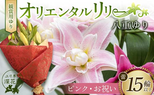 ユリ専門＜深花園＞観賞用ゆり オリエンタルリリー 八重ゆり ＜ピンク・お祝い＞ 蕾15輪以上 F23R-955