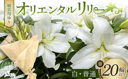 ユリ専門＜深花園＞観賞用ゆり オリエンタルリリー ＜白・普通＞ 蕾20輪以上 F23R-958
