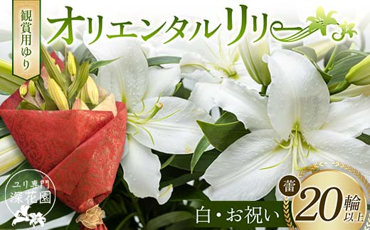 ユリ専門＜深花園＞観賞用ゆり オリエンタルリリー ＜白・お祝い＞ 蕾20輪以上 F23R-959