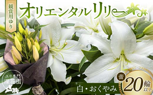 ユリ専門＜深花園＞観賞用ゆり オリエンタルリリー ＜白・おくやみ＞ 蕾20輪以上 F23R-960