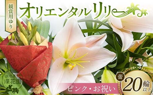ユリ専門＜深花園＞観賞用ゆり オリエンタルリリー ＜ピンク・お祝い＞ 蕾20輪以上 F23R-962