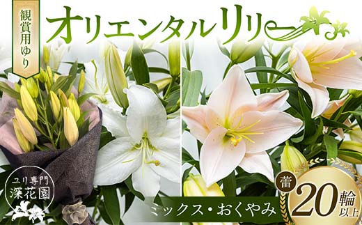 ユリ専門＜深花園＞観賞用ゆり オリエンタルリリー ＜ミックス・おくやみ＞ 蕾20輪以上 F23R-966