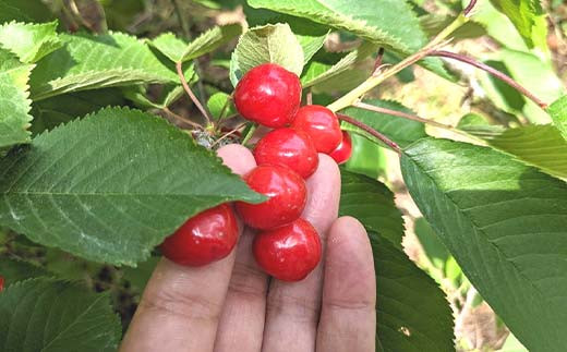 さくらんぼ ＜佐藤幸男農園＞ 佐藤錦 ML混合 1kg バラ詰 F7X-02